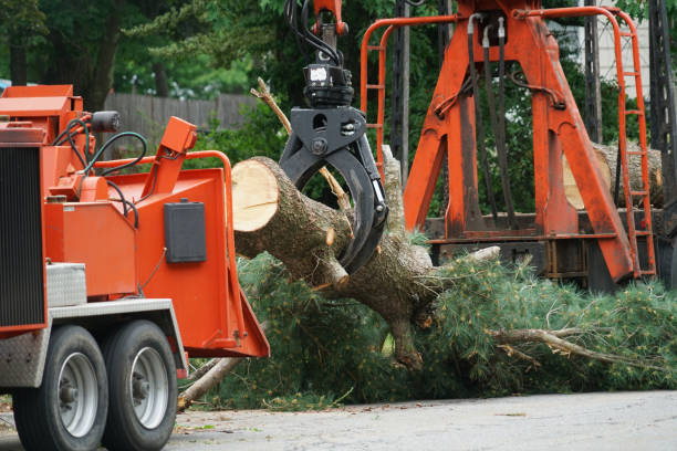 How Our Tree Care Process Works  in  Seeley, CA