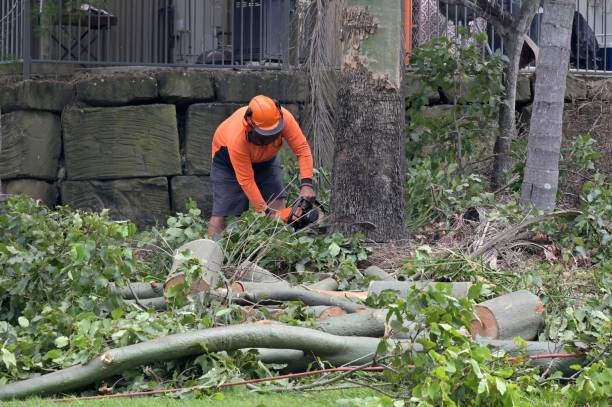 Professional Tree Care Services in Seeley, CA